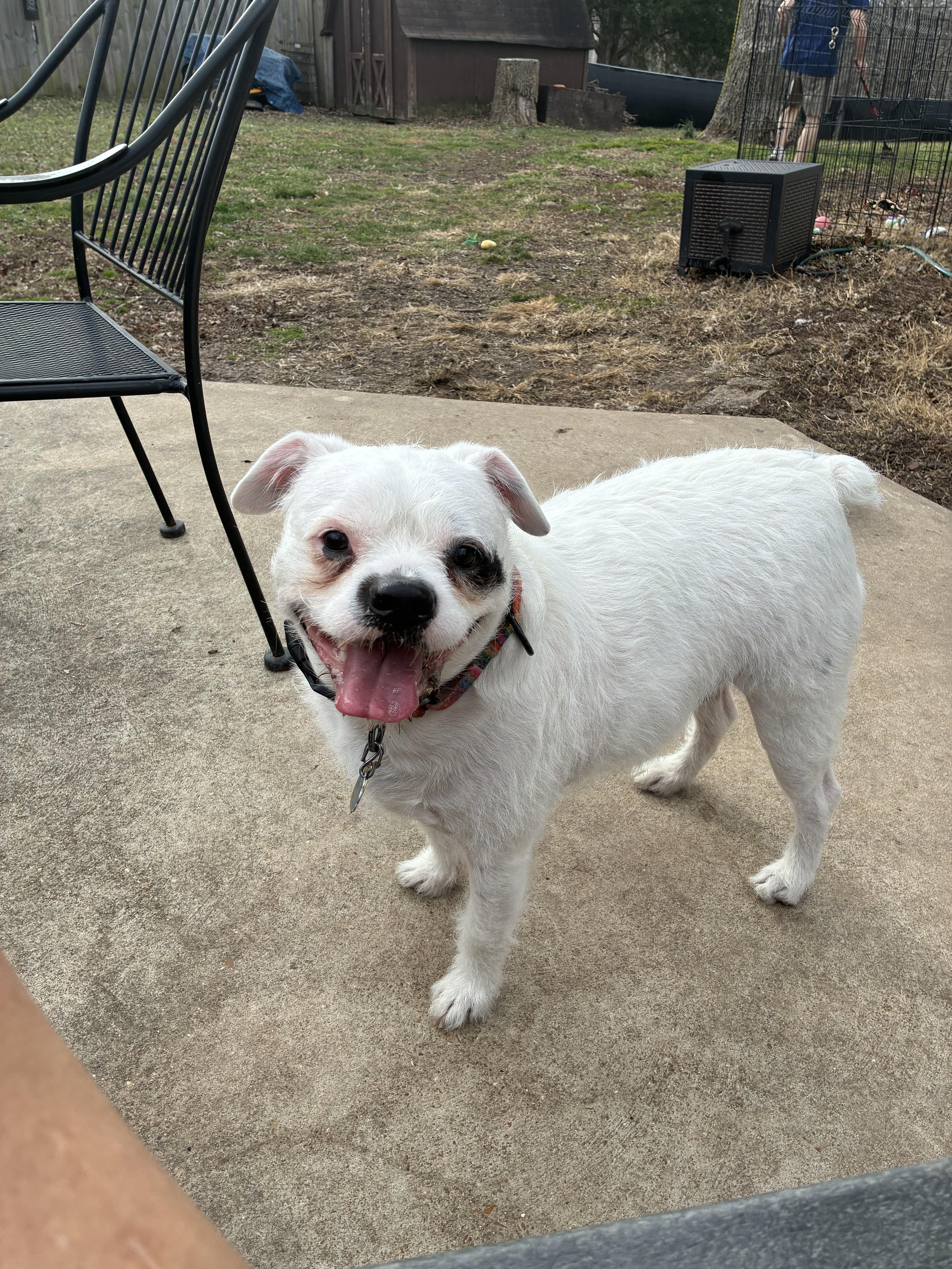 Ezra ( Ra Ra ) , ADOPTABLE, Adult Male English Bulldog & Shih Tzu.