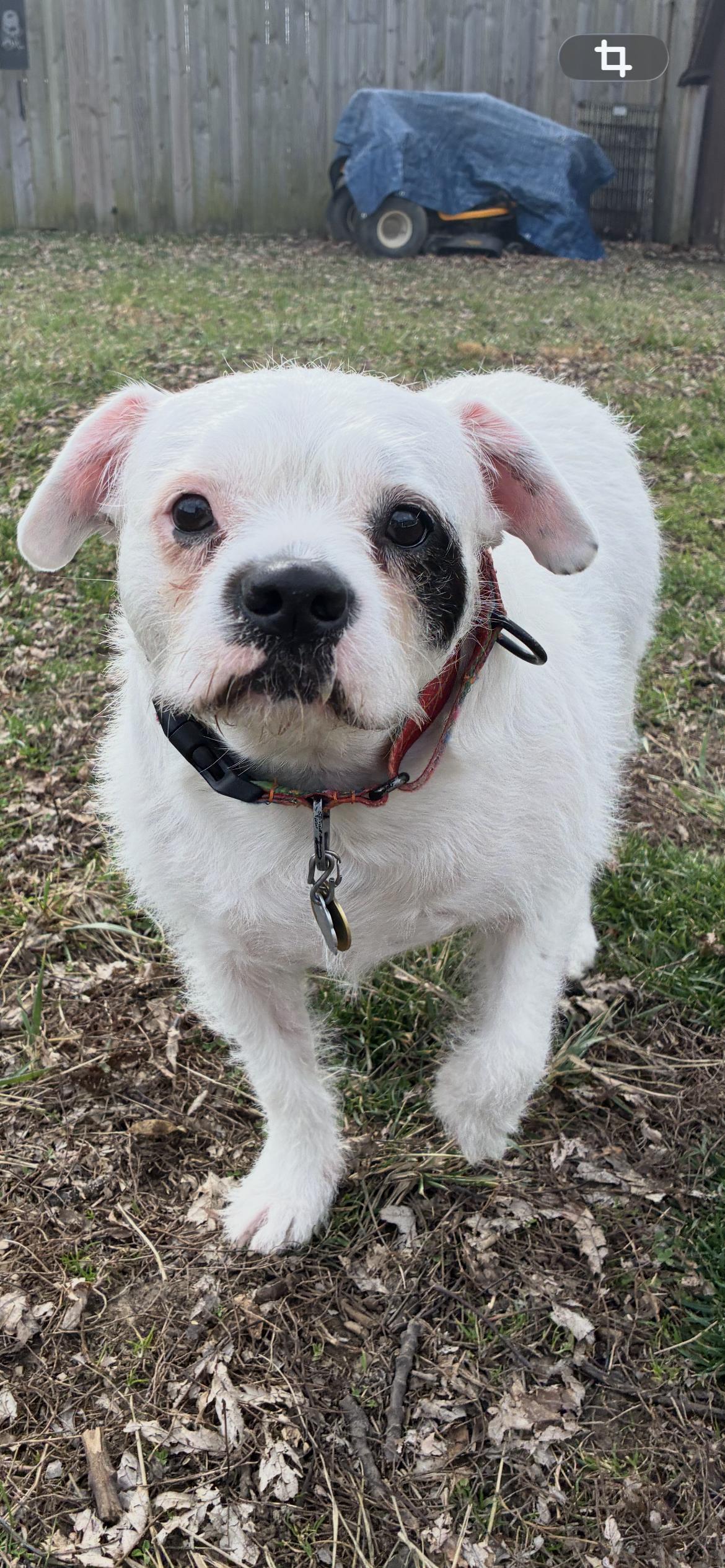 Enlarge Ezra ( Ra Ra ) , a ADOPTABLE mixed breed in Saint Louis, MO image 4/4