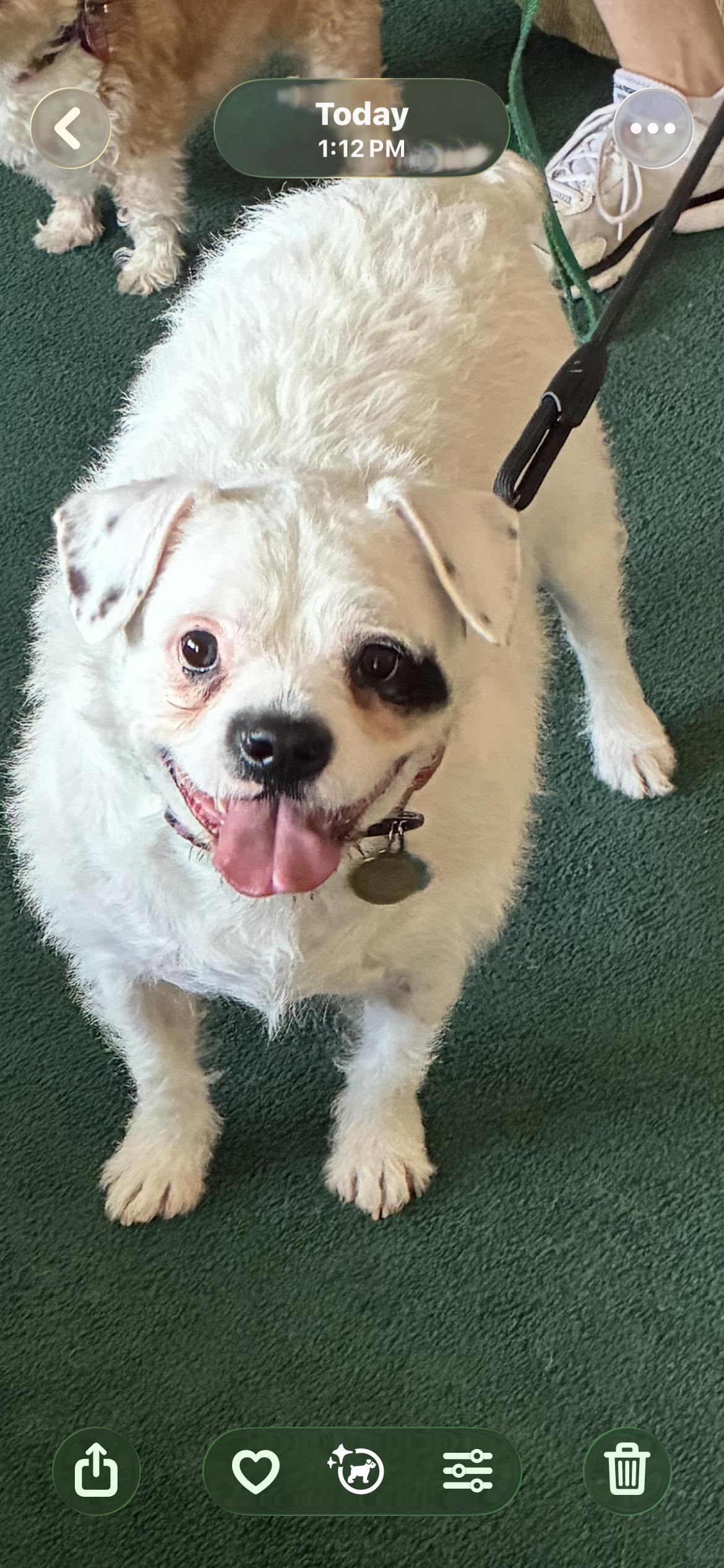 Enlarge Ezra ( Ra Ra ) , a ADOPTABLE mixed breed in Saint Louis, MO image 2/4