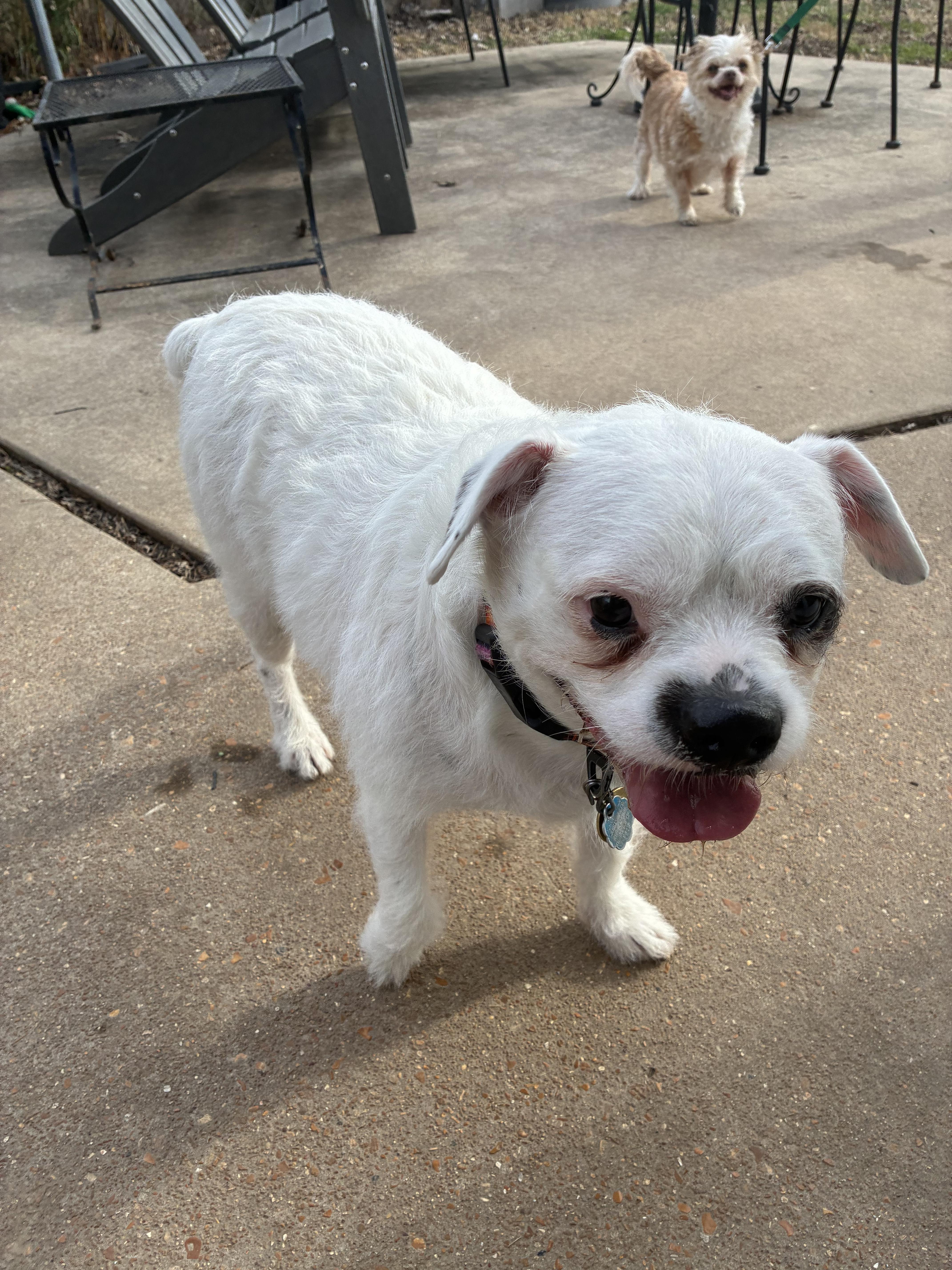 Enlarge Ezra ( Ra Ra ) , a ADOPTABLE mixed breed in Saint Louis, MO image 3/4