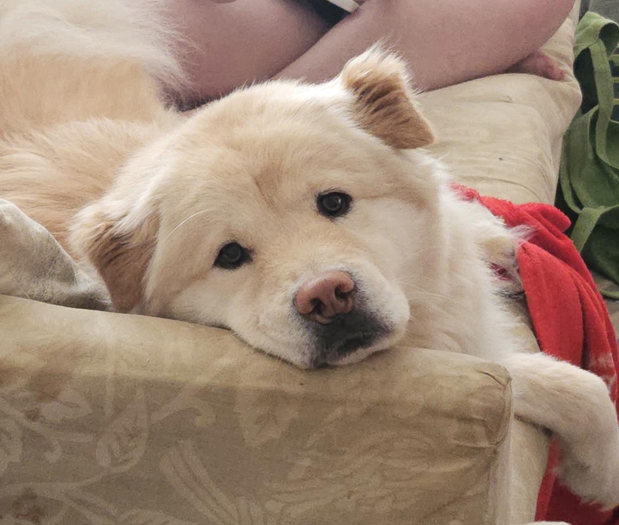 Peaches, adopted, Adult Female Chow Chow.