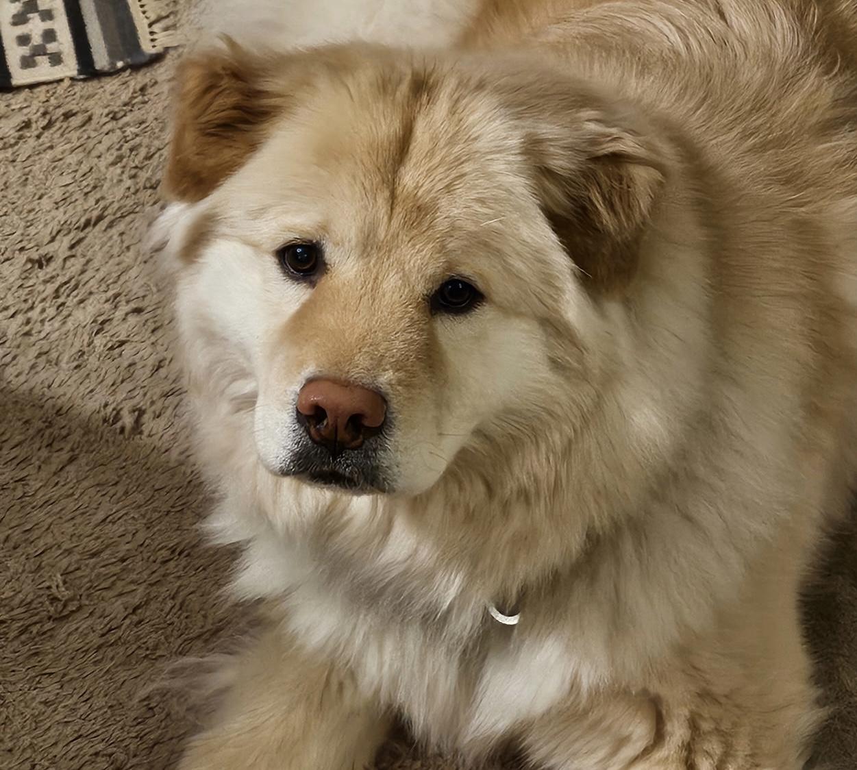 Peaches, an adopted Chow Chow in Marietta, GA image 3/3