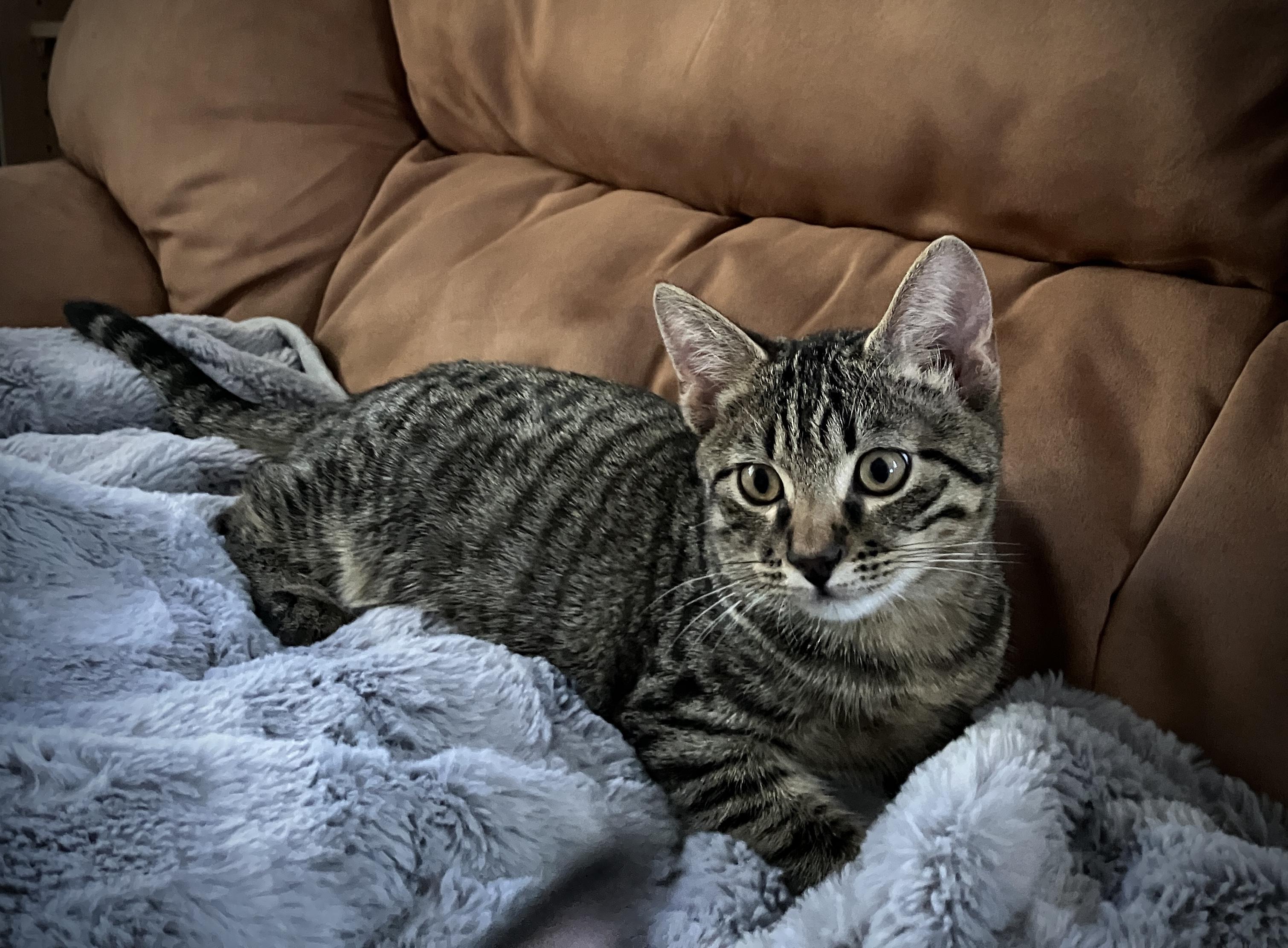 Treelow, a Adoptable Tabby in Tracy, CA image 1/6