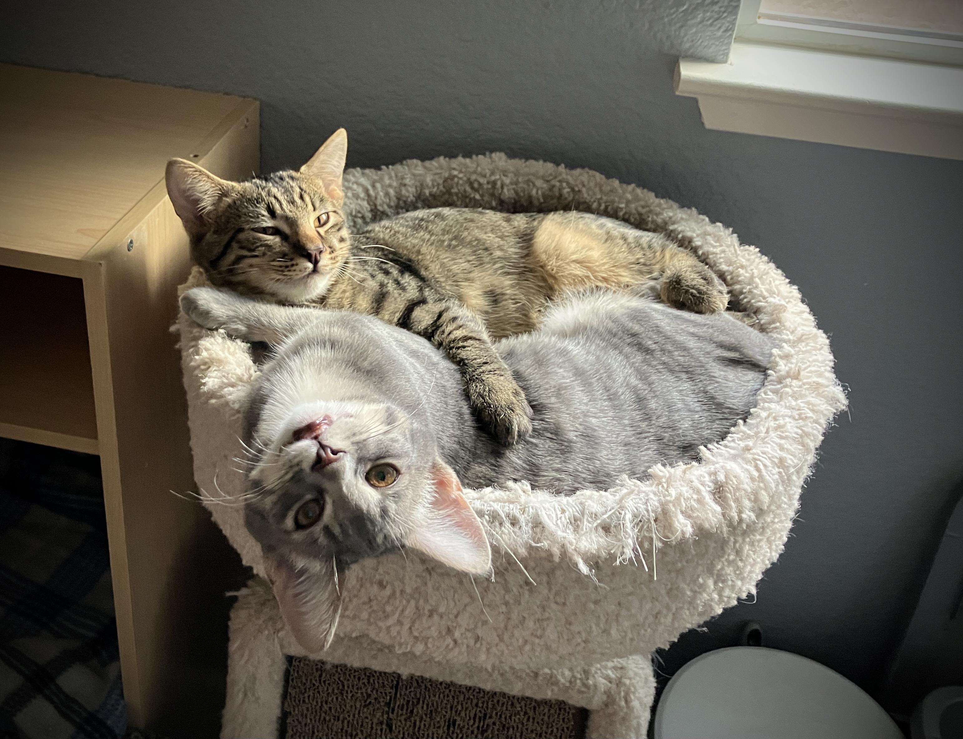 Treelow, a Adoptable Tabby in Tracy, CA image 2/6