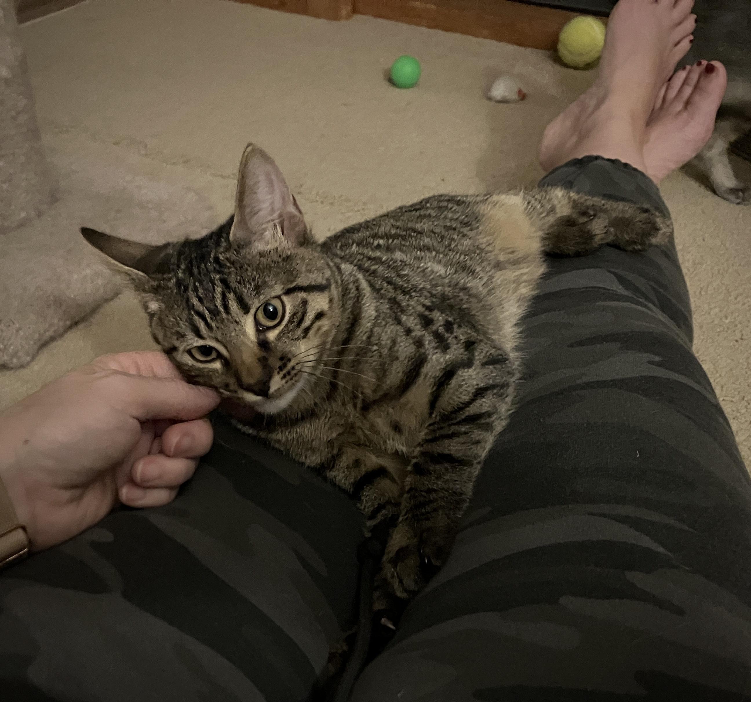 Treelow, a Adoptable Tabby in Tracy, CA image 3/6