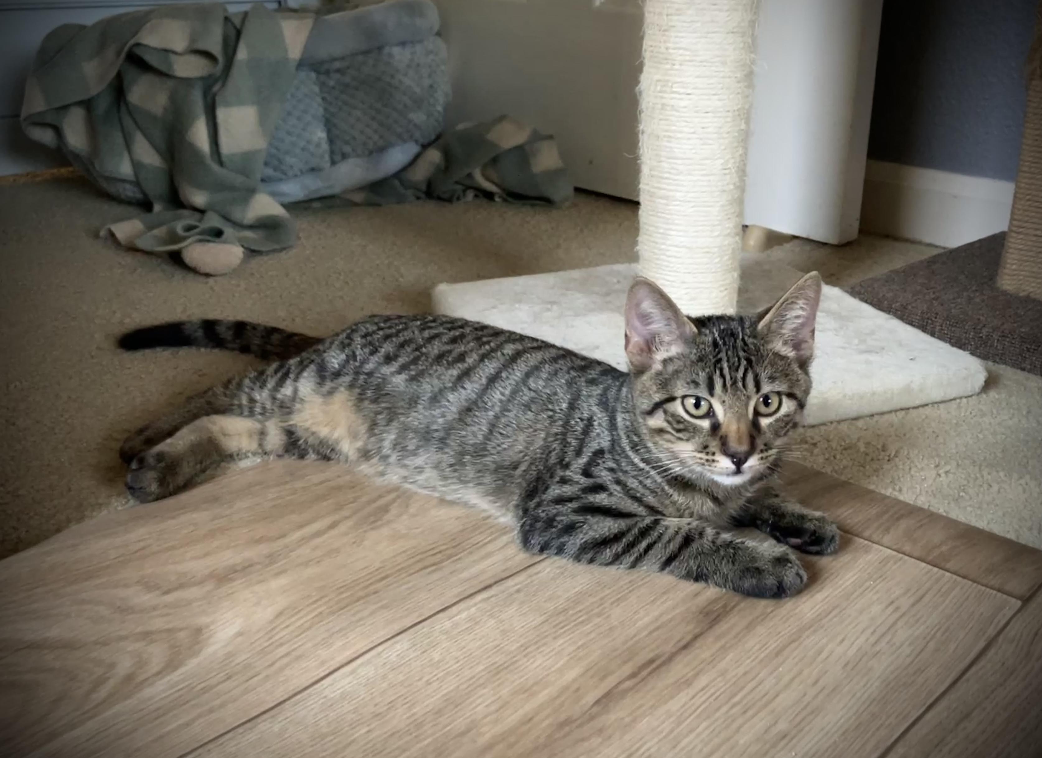 Treelow, a Adoptable Tabby in Tracy, CA image 5/6