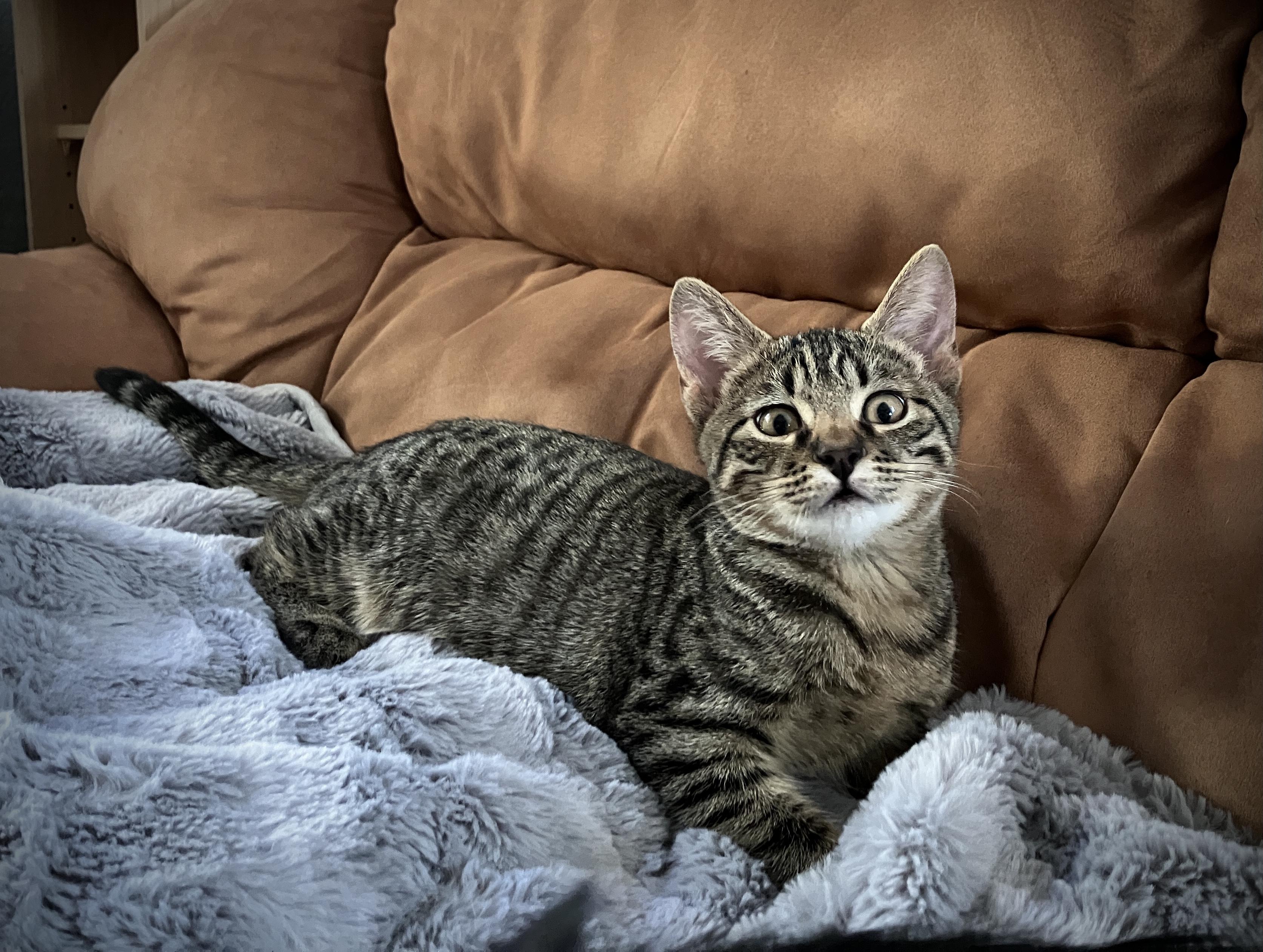 Treelow, a Adoptable Tabby in Tracy, CA image 6/6