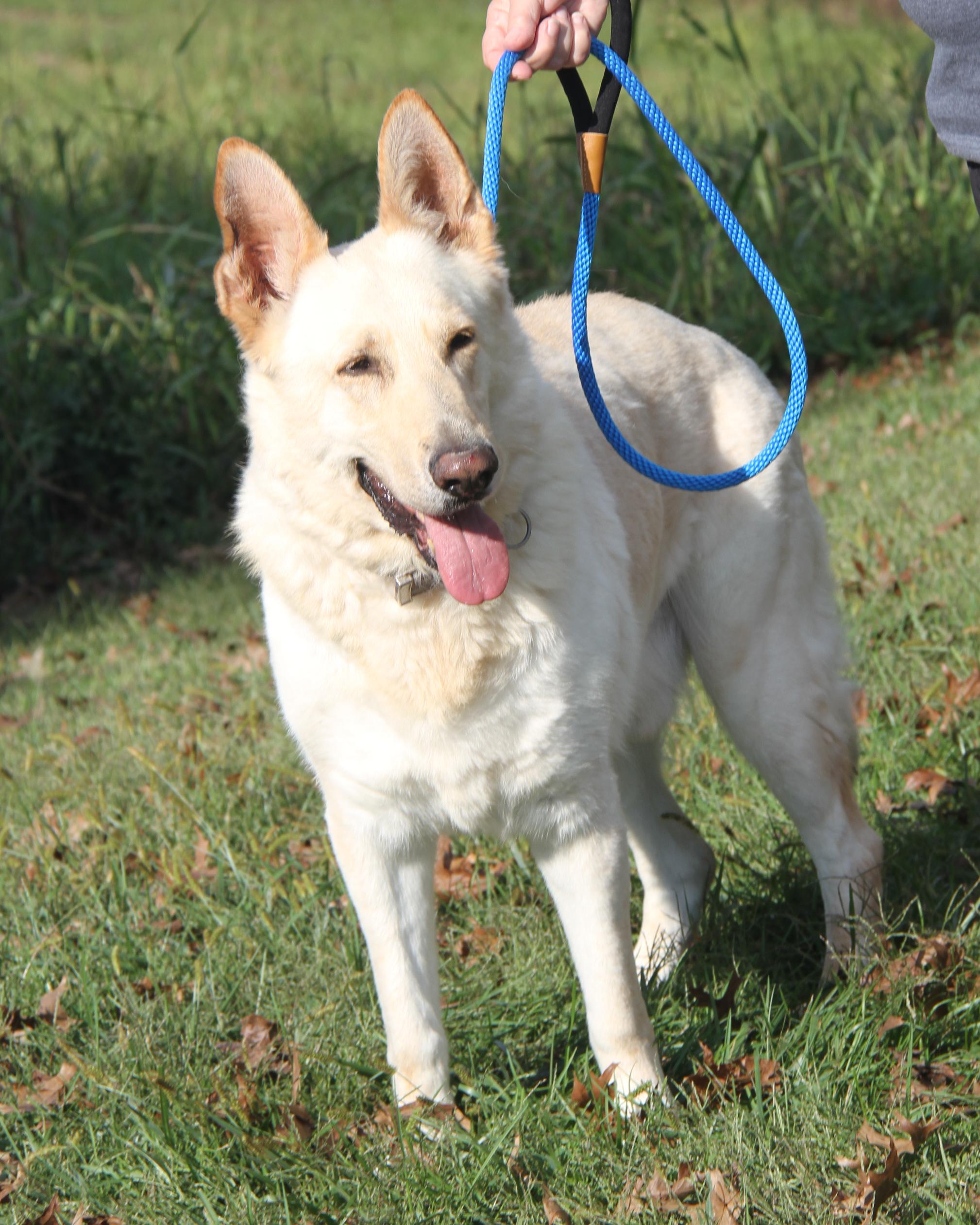 Hazard (Neutered) (Bonded Pair w/Moose) (Photos 9/28/2025)