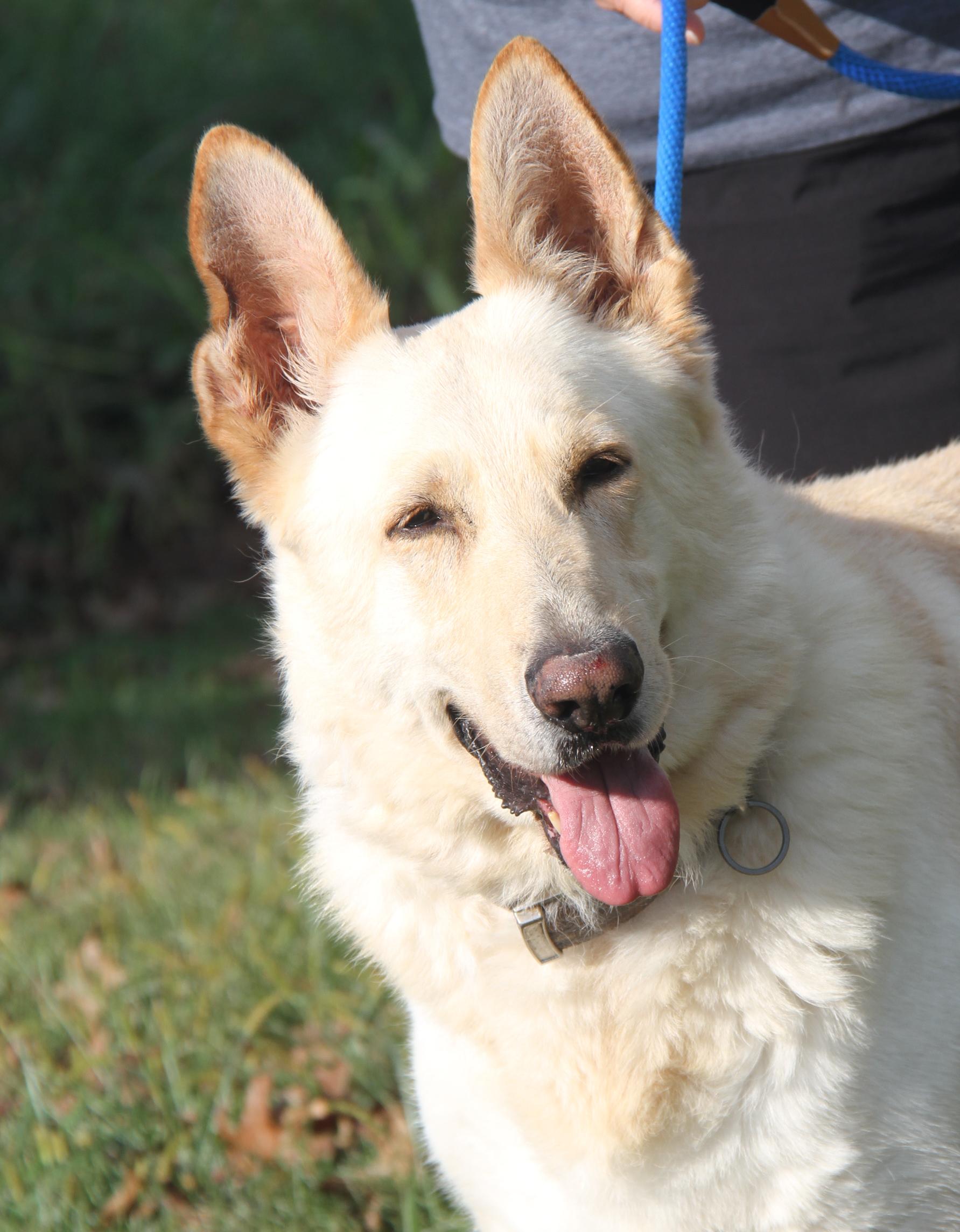 Hazard (Neutered) (Bonded Pair w/Moose) (Photos 9/28/2025)