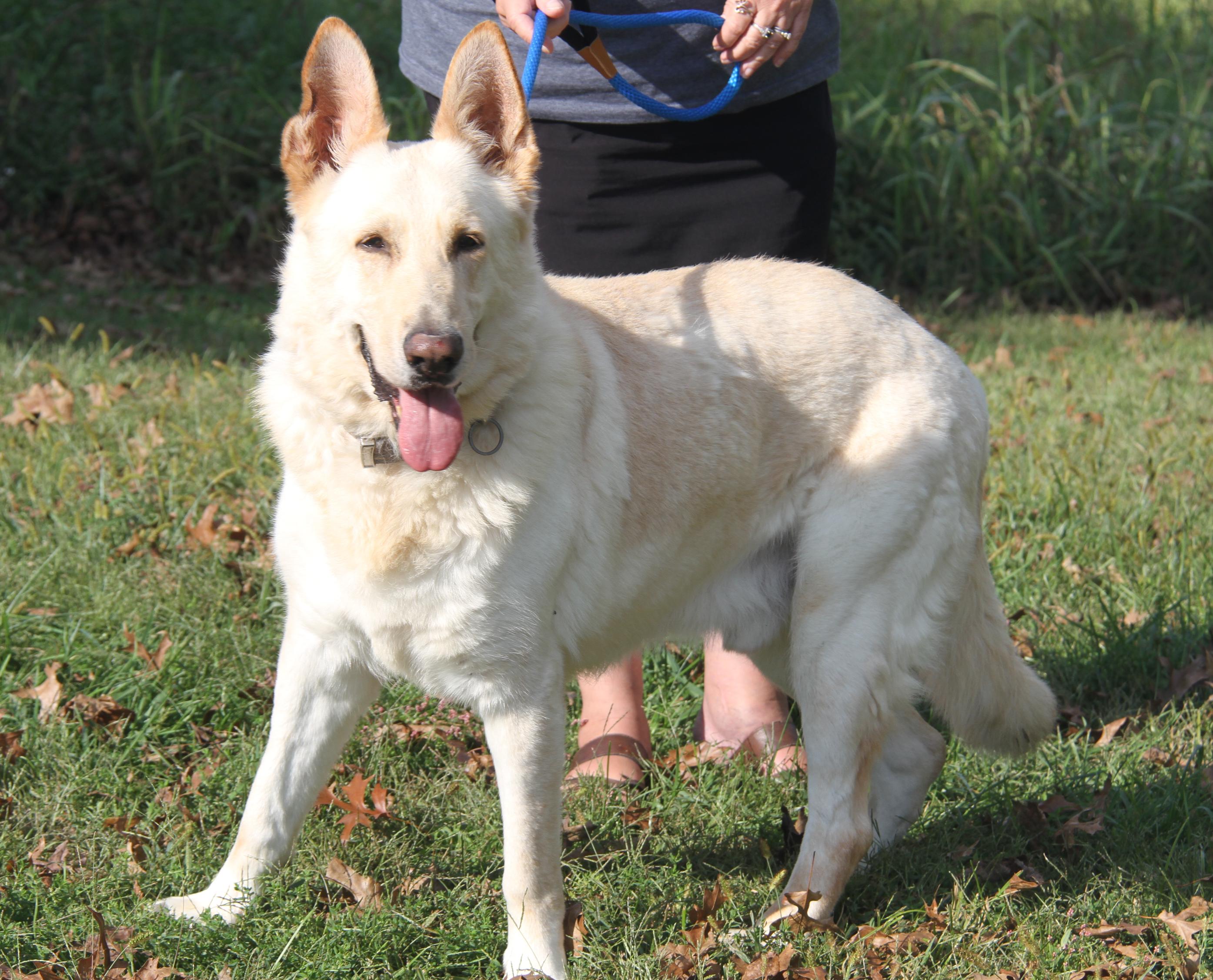 Hazard (Neutered) (Bonded Pair w/Moose) (Photos 9/28/2025)