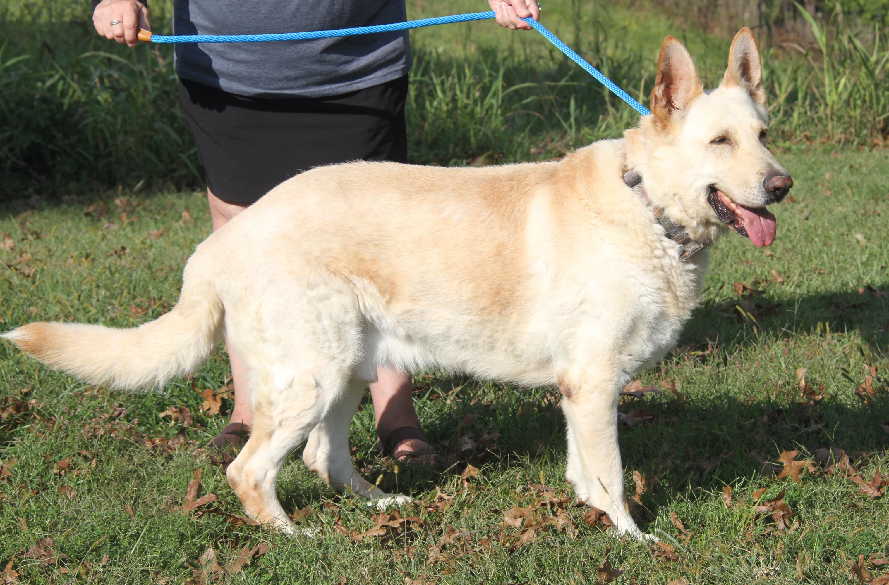 Hazard (Neutered) (Bonded Pair w/Moose) (Photos 9/28/2025)