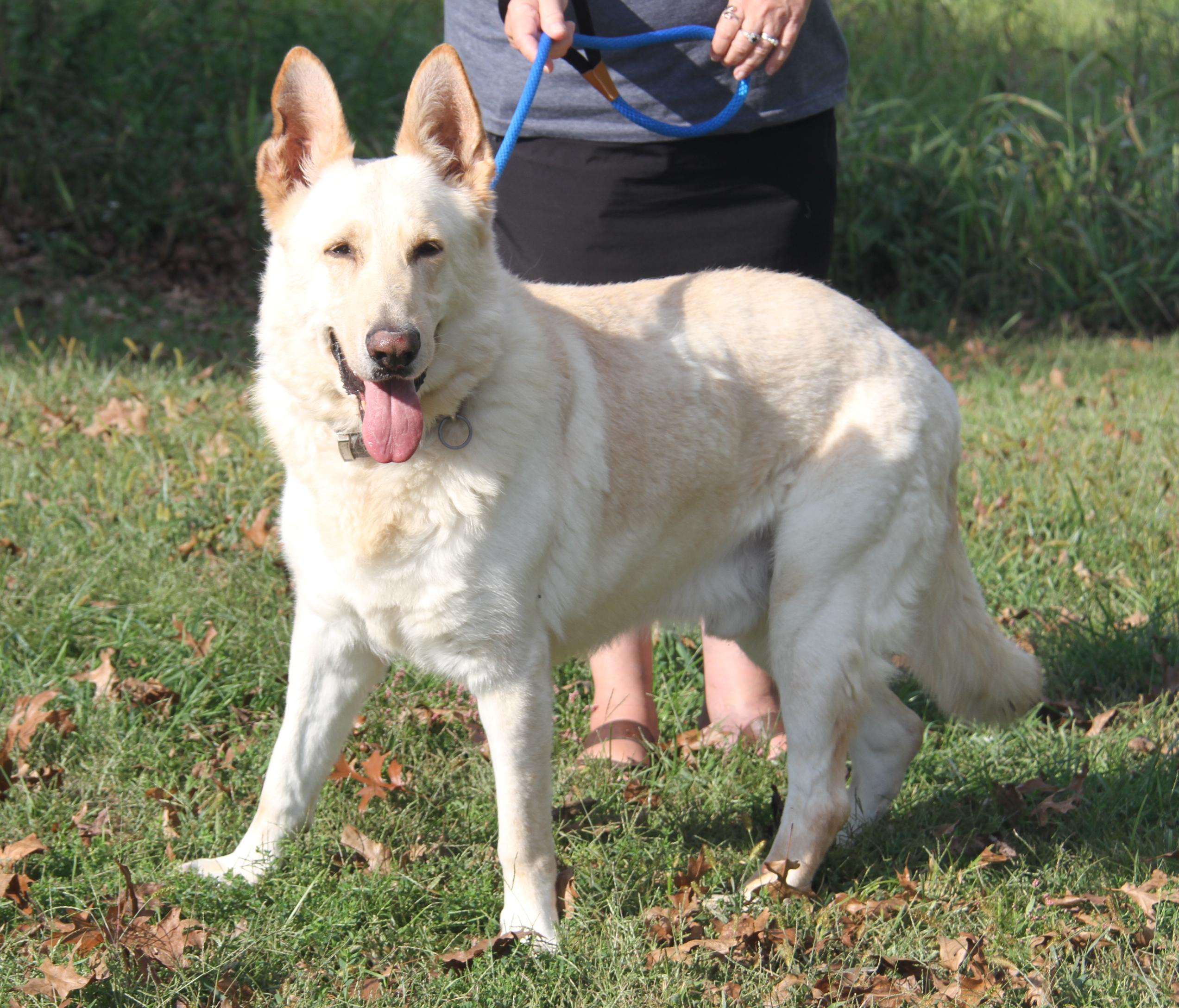 Hazard (Neutered) (Bonded Pair w/Moose) (Photos 9/28/2025)