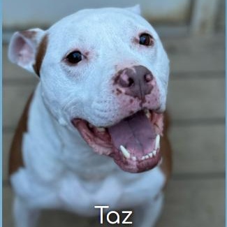 Taz, Adoptable, Young Male Pit Bull Terrier.