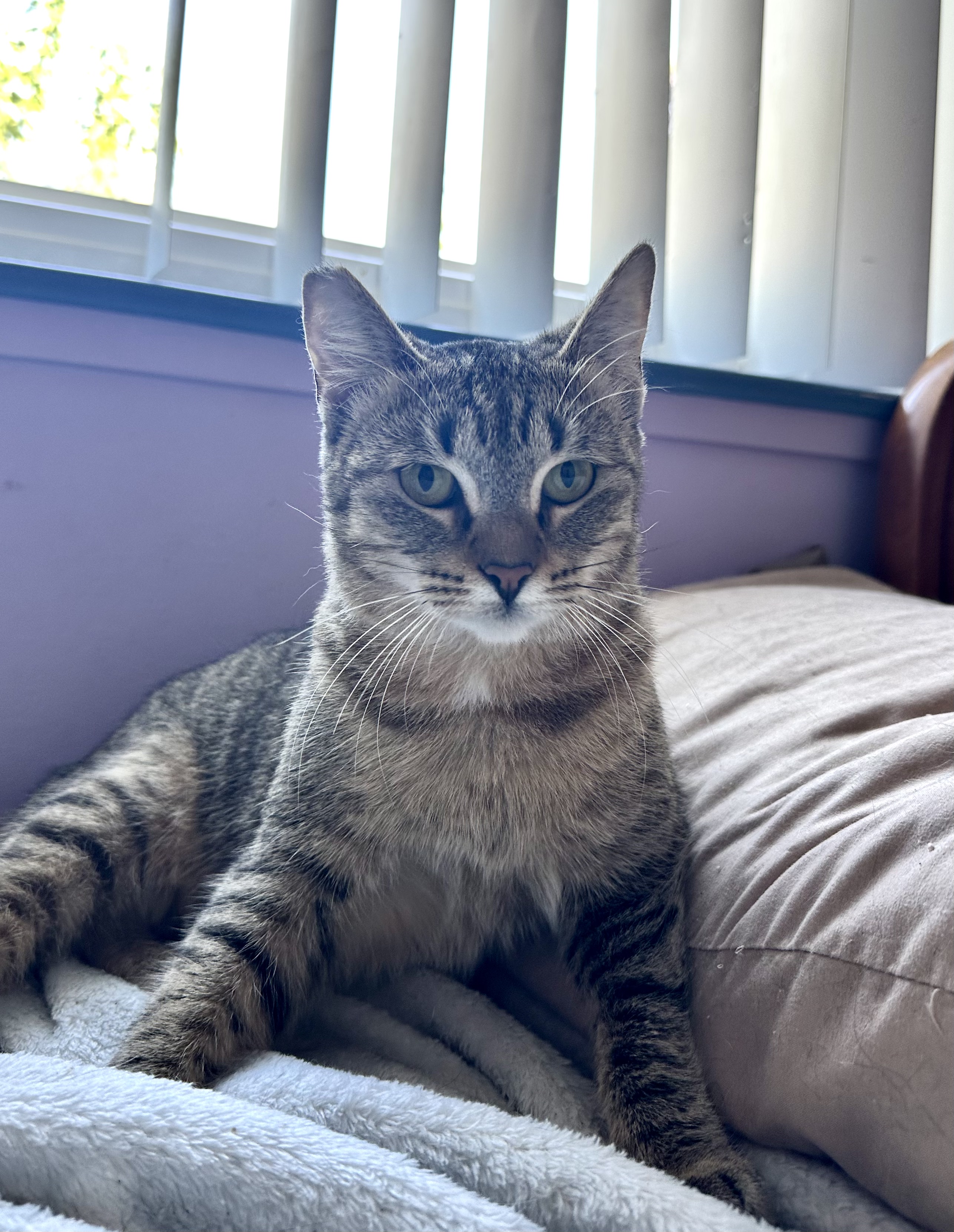 Enlarge Cinelli, a Adopted American Shorthair in San Jose, CA image 5/6