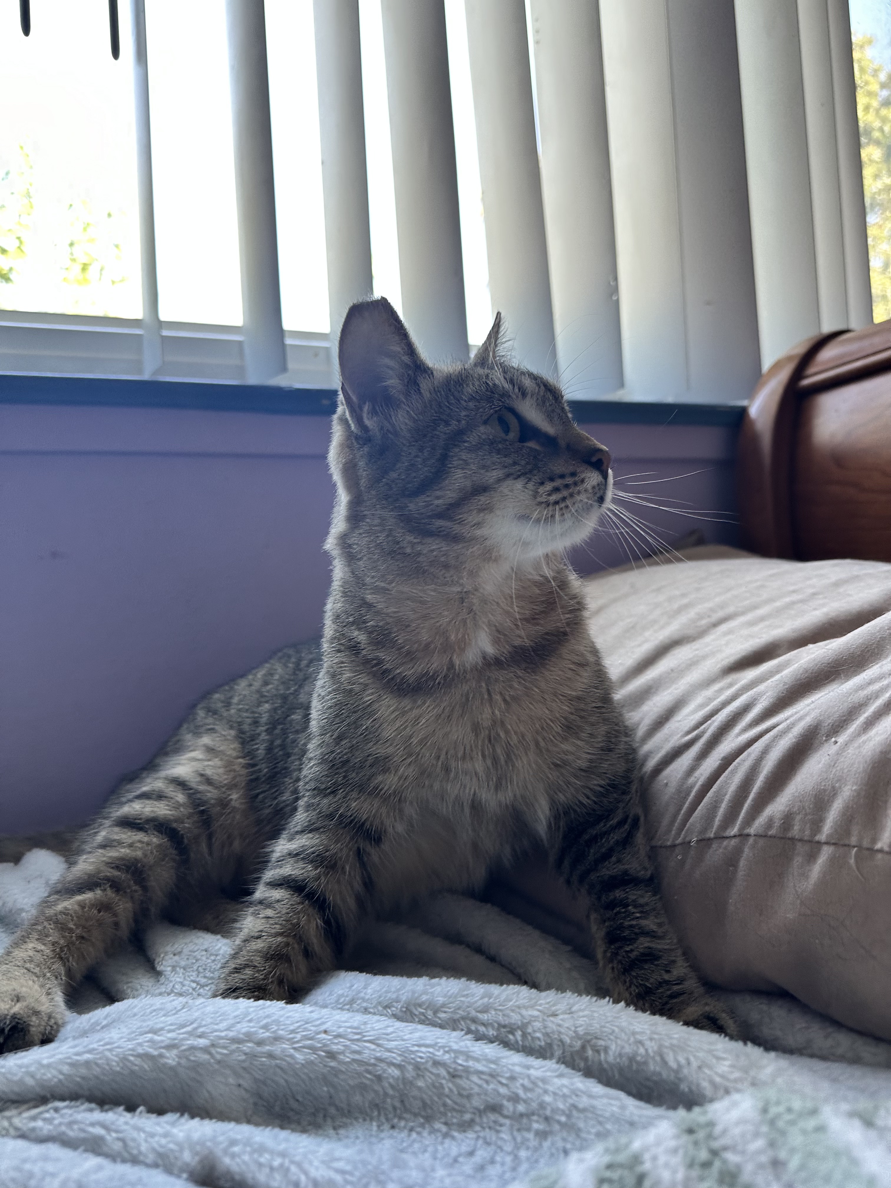 Enlarge Cinelli, a Adopted American Shorthair in San Jose, CA image 4/6