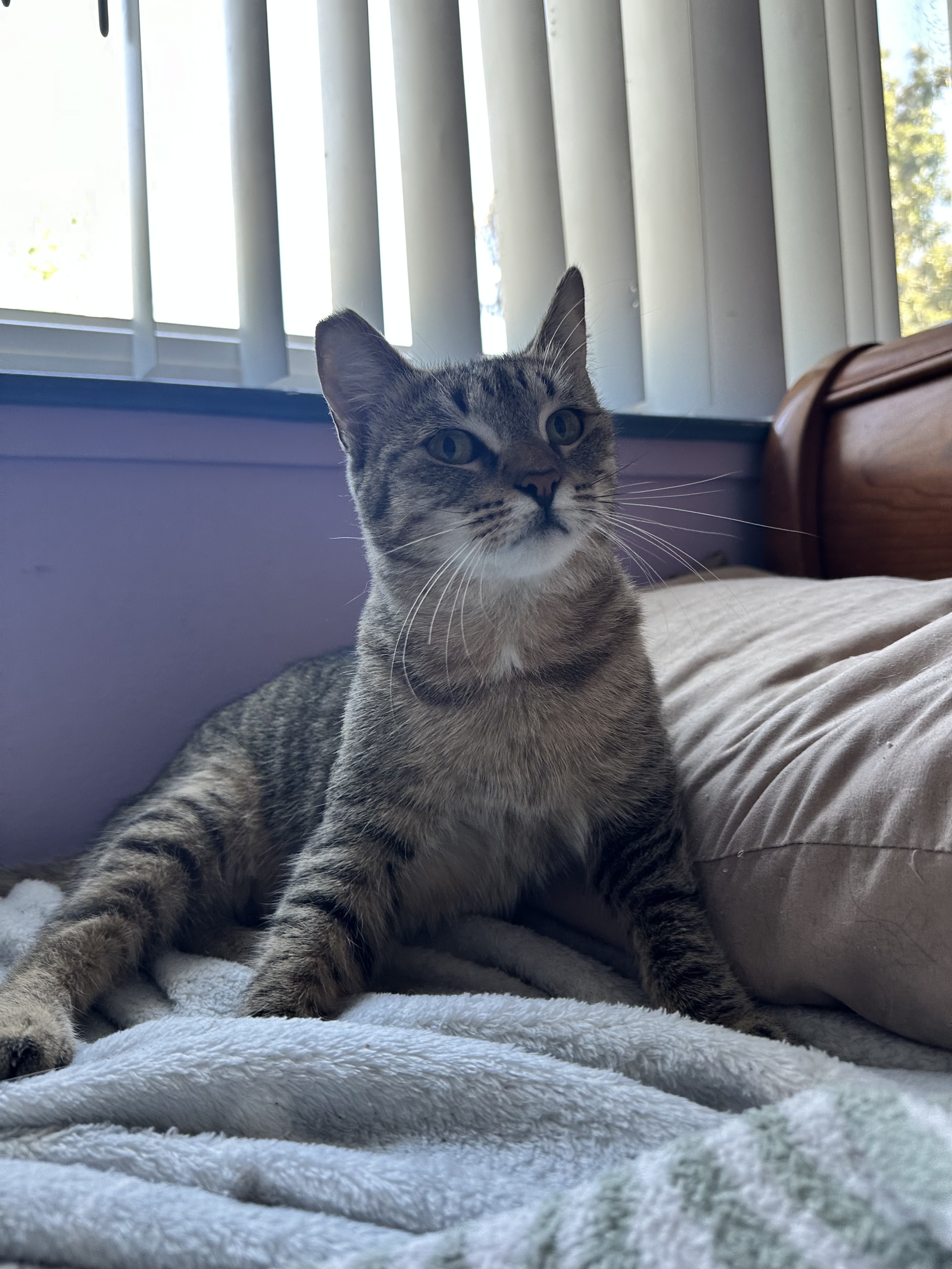 Cinelli, Adopted, Adult Female American Shorthair.
