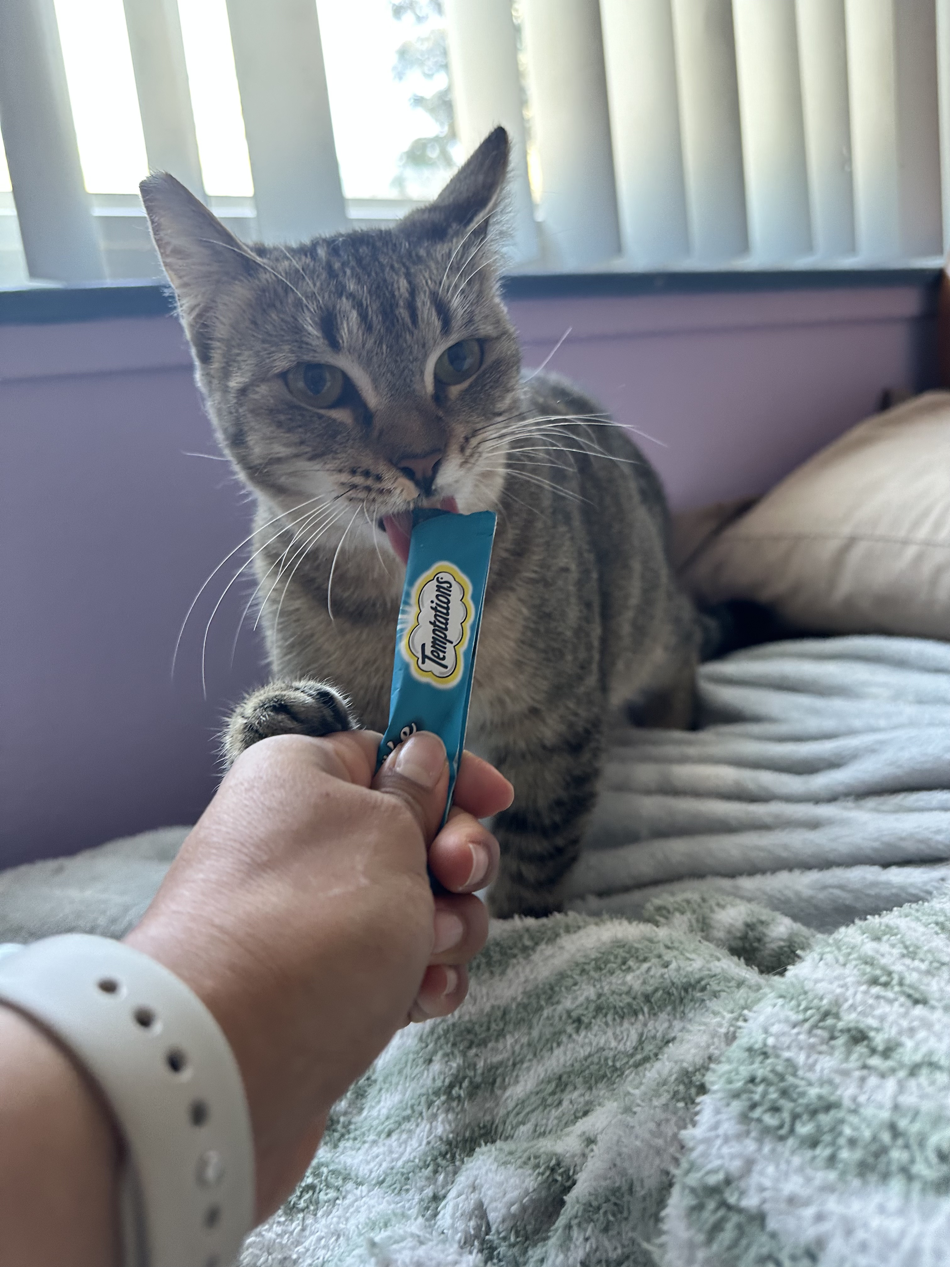 Enlarge Cinelli, a Adopted American Shorthair in San Jose, CA image 3/6