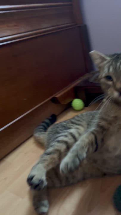 Enlarge Cinelli, a Adopted American Shorthair in San Jose, CA video 2/6