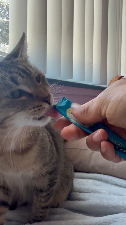 Enlarge Cinelli, a Adopted American Shorthair in San Jose, CA video 6/6