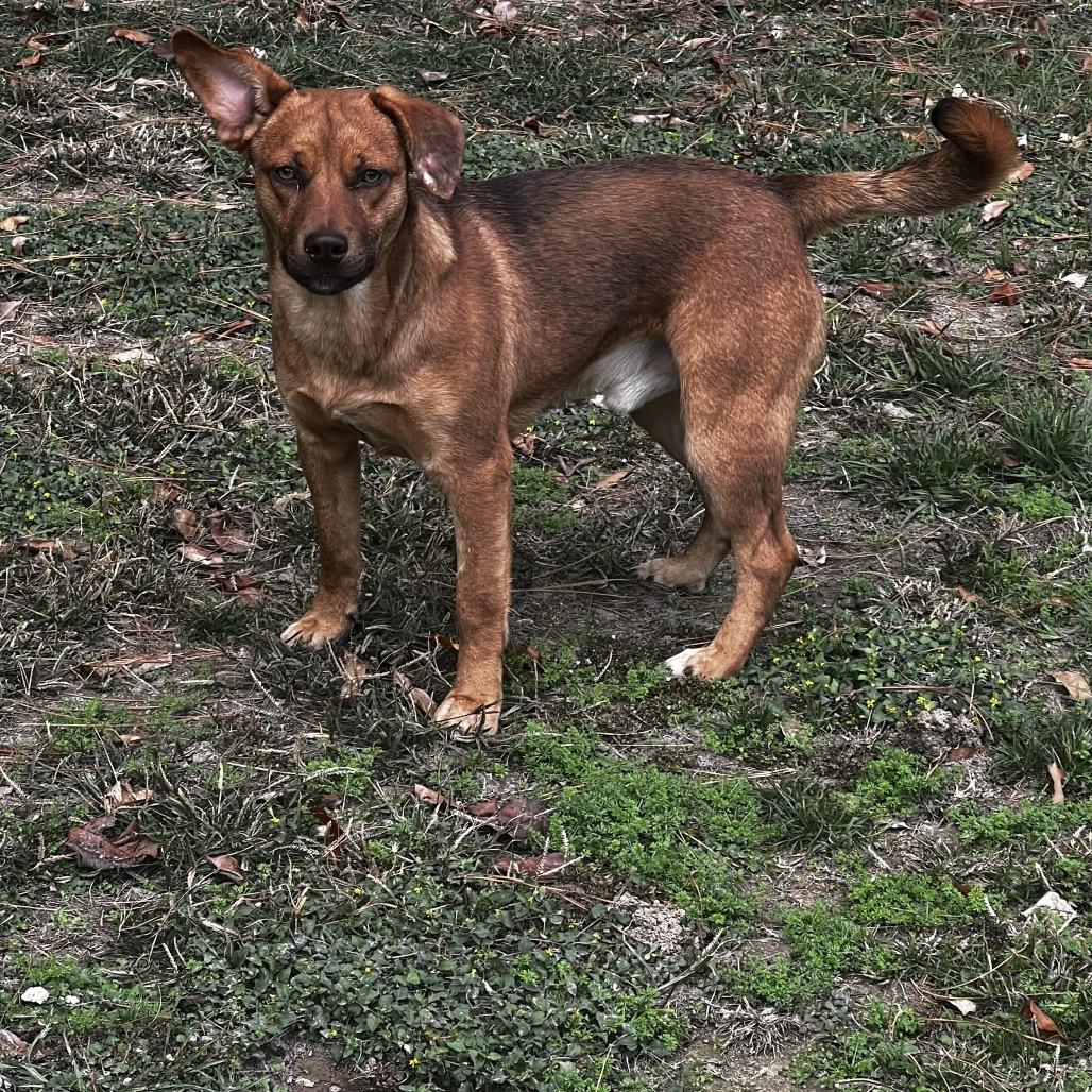 Enlarge Mel, a Adoptable mixed breed in Oakdale, LA image 1/6