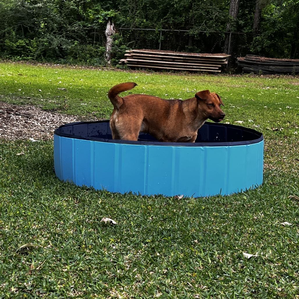 Enlarge Mel, a Adoptable mixed breed in Oakdale, LA image 1/3