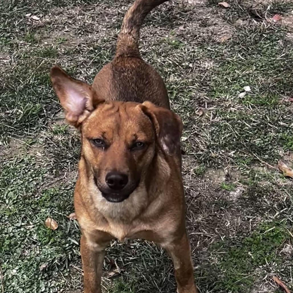 Enlarge Mel, a Adoptable mixed breed in Oakdale, LA image 2/6