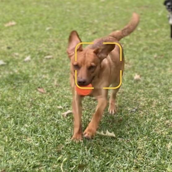 Enlarge Mel, a Adoptable mixed breed in Oakdale, LA image 2/3