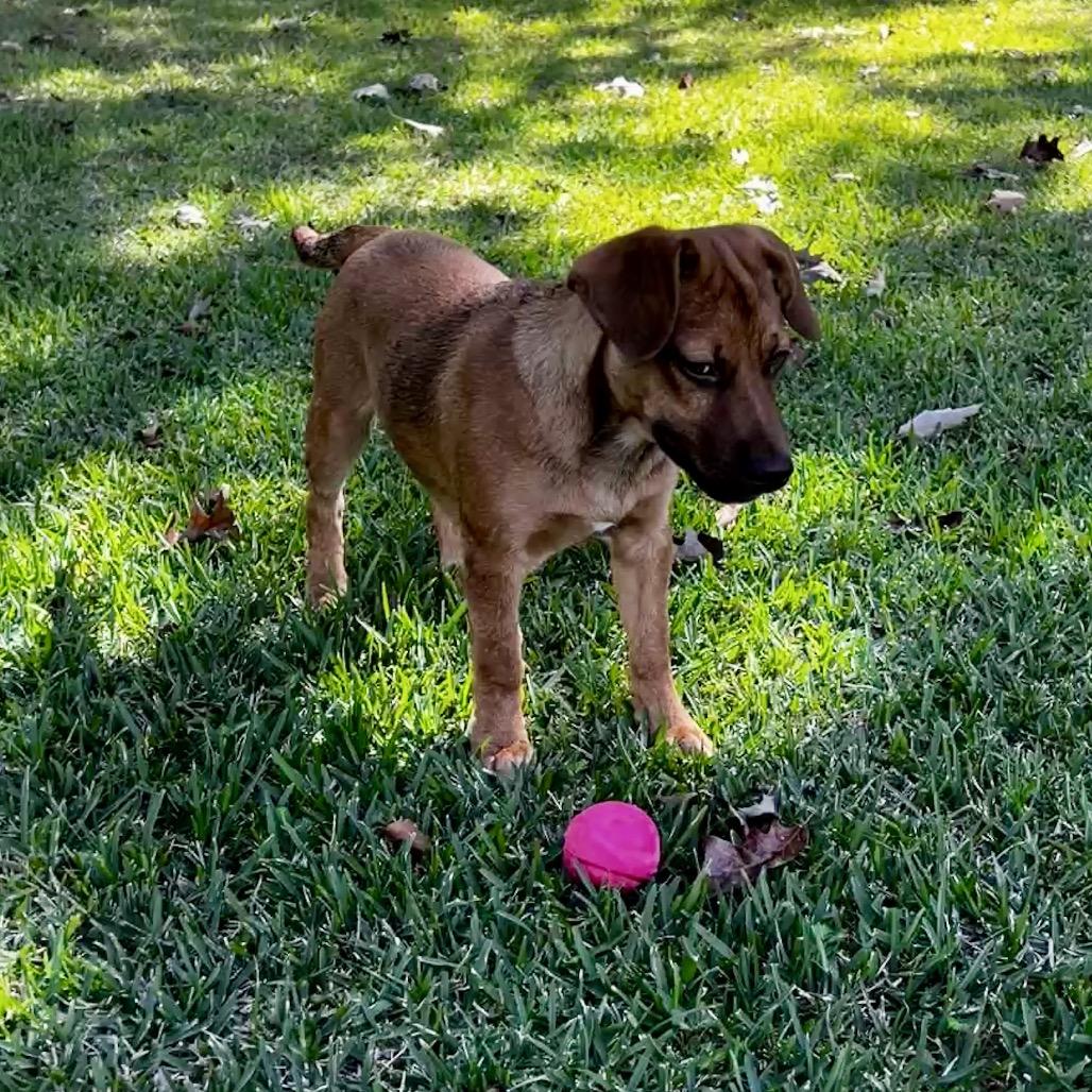 Mel, Adoptable, Young Male Mixed Breed & Black Mouth Cur.