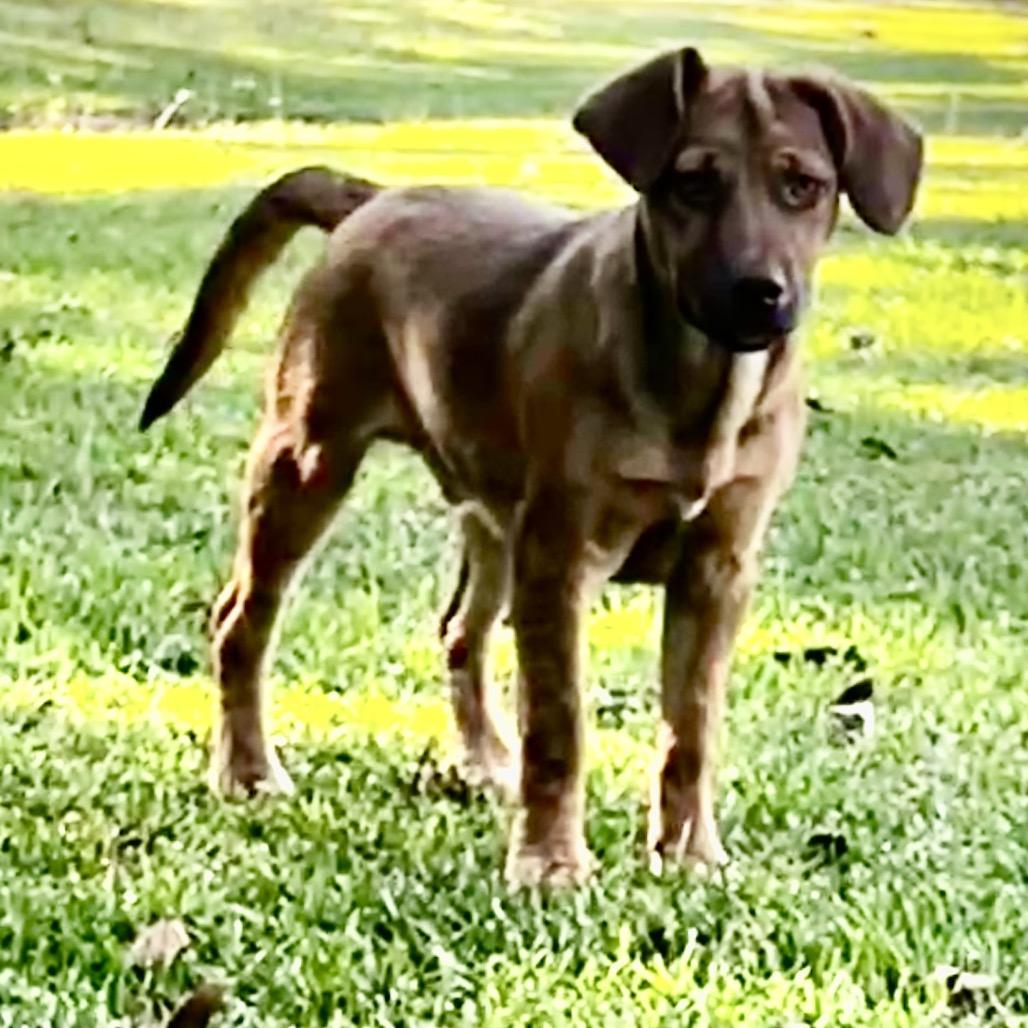 Mel, a Adoptable mixed breed in Oakdale, LA image 2/4