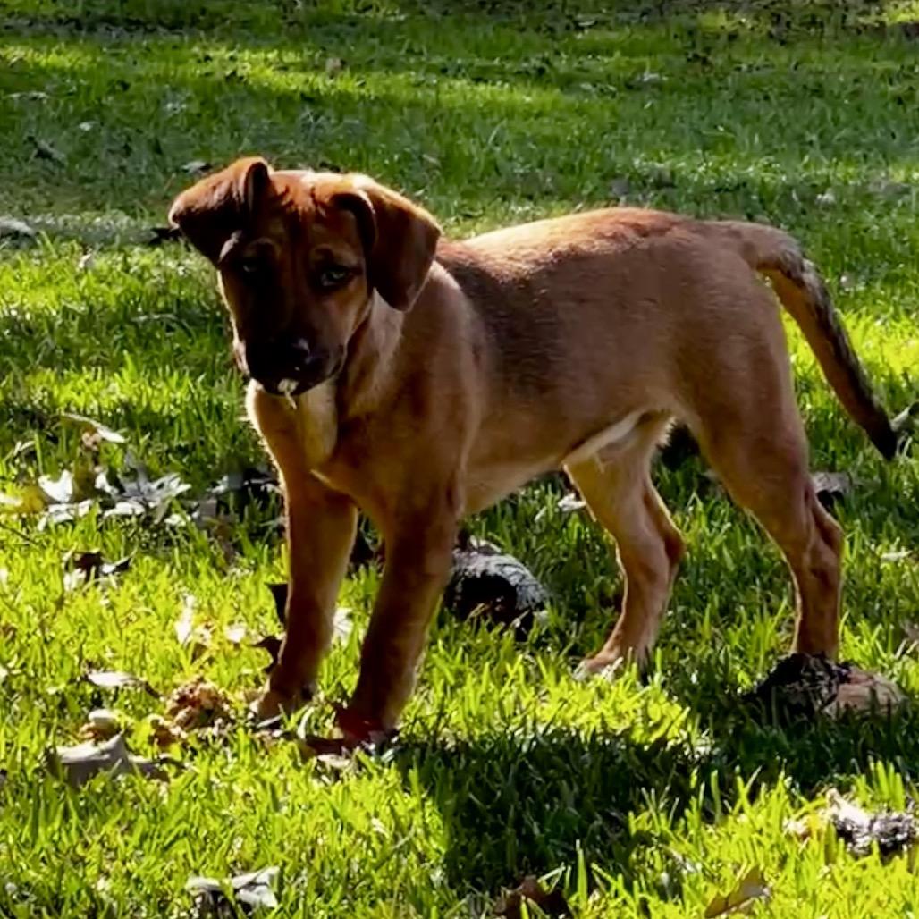 Mel, a Adoptable mixed breed in Oakdale, LA image 3/4