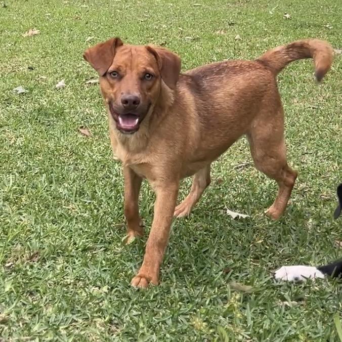 Enlarge Mel, a Adoptable mixed breed in Oakdale, LA image 3/3