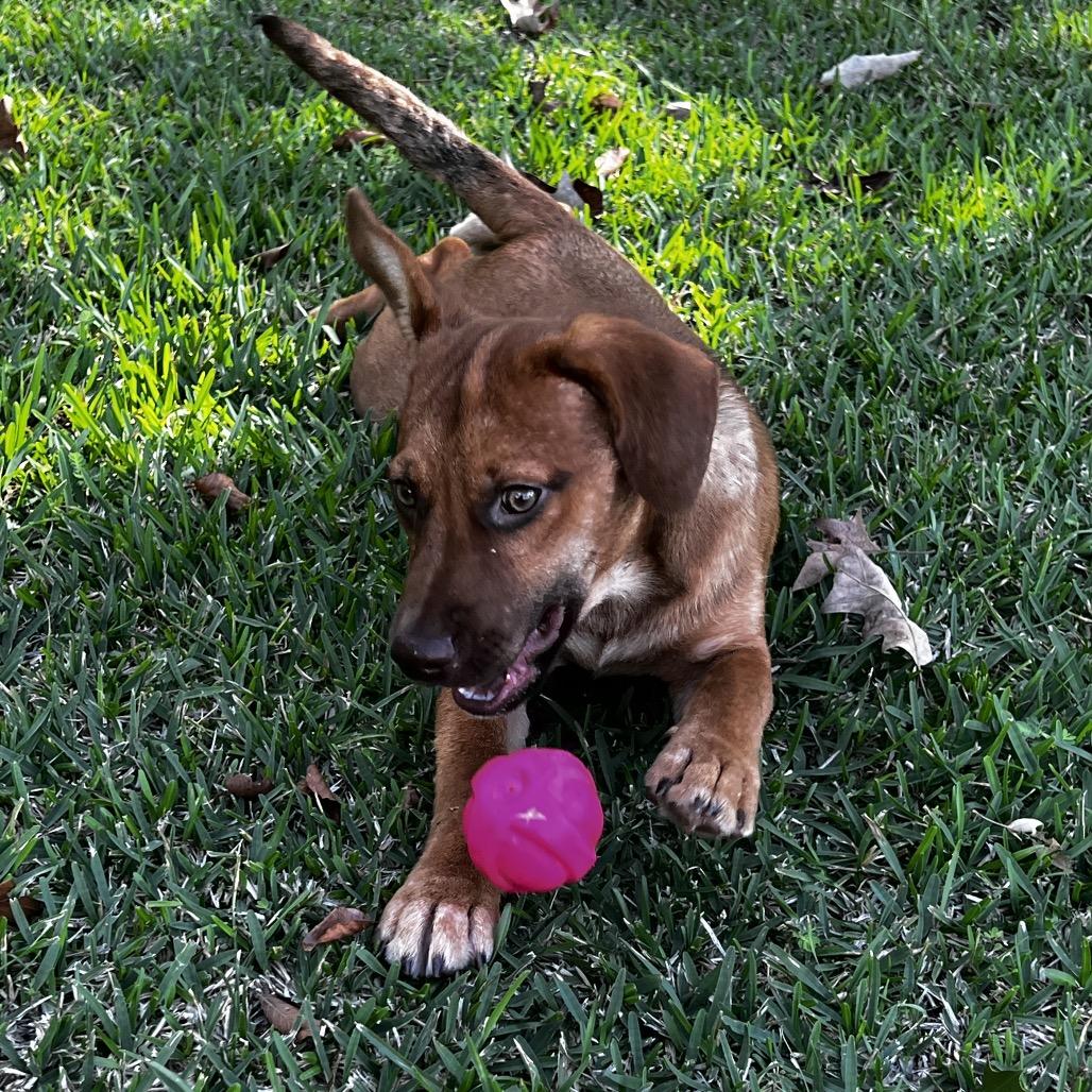 Mel, a Adoptable mixed breed in Oakdale, LA image 4/4