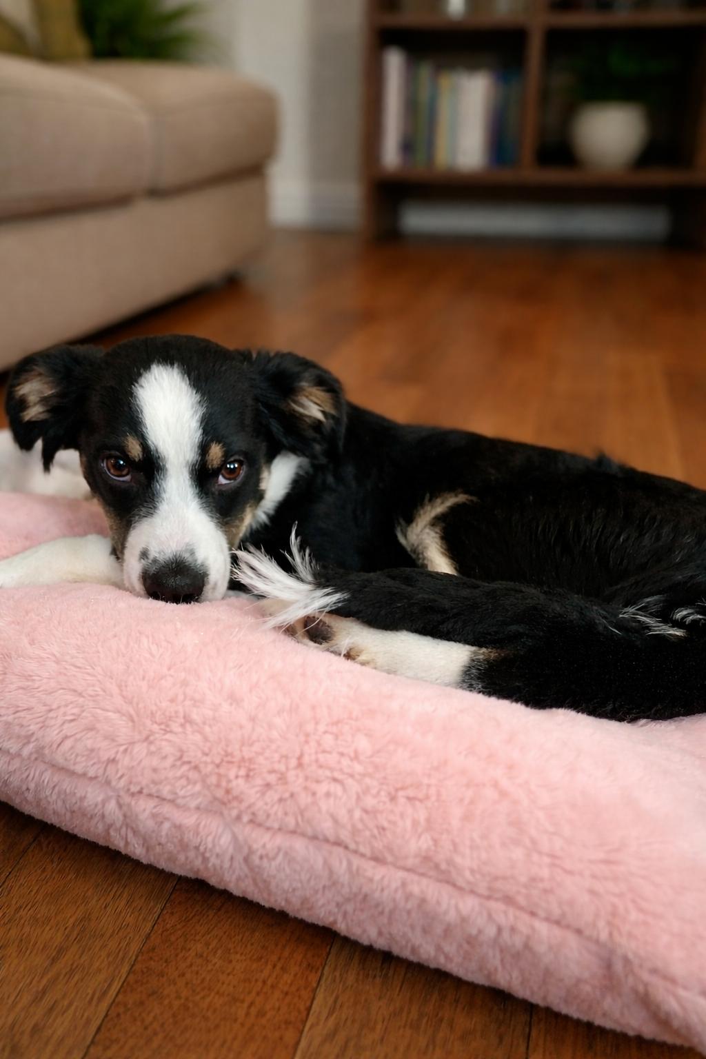 Enlarge Maya - adopted!, an adopted mixed breed in Minneapolis, MN image 1/1