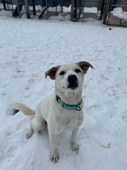 Sarabi, Adoptable, Young Female Terrier & Mixed Breed.