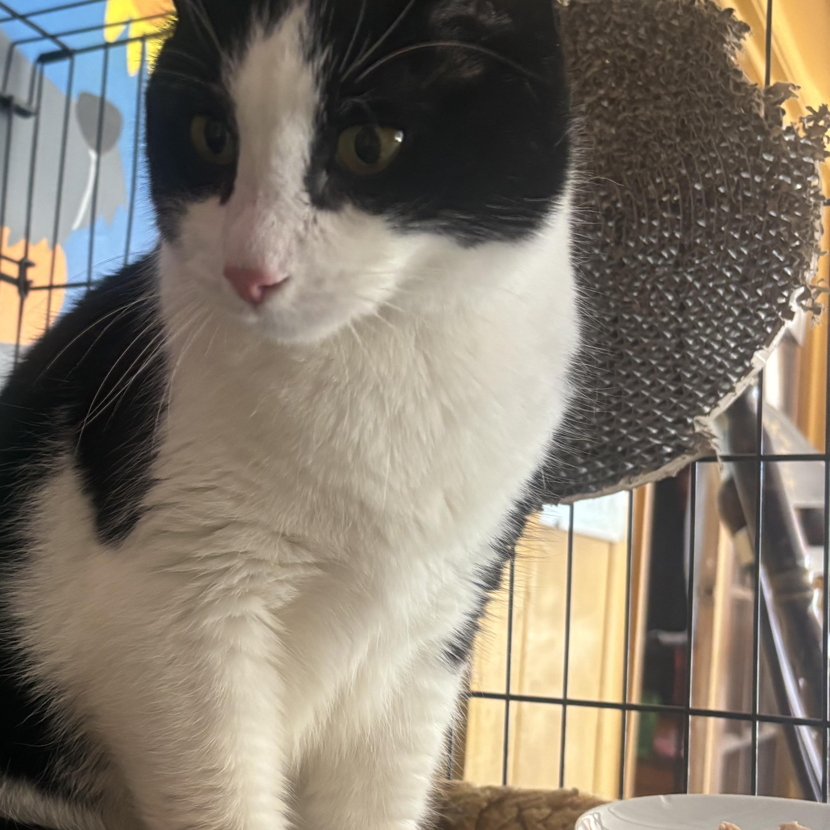 Mickey, Adult Male unknown