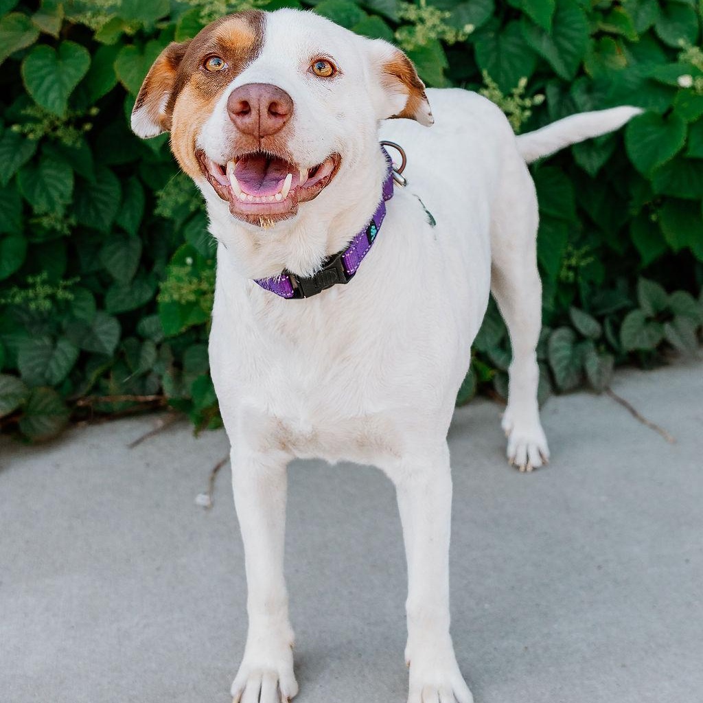 Enlarge Lizzie, a ADOPTABLE mixed breed in Rock Hill, SC image 1/5
