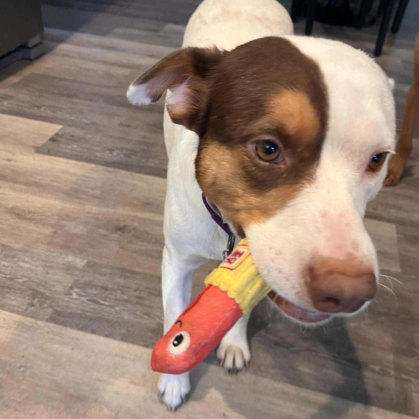 Enlarge Lizzie, a ADOPTABLE mixed breed in Rock Hill, SC image 5/5