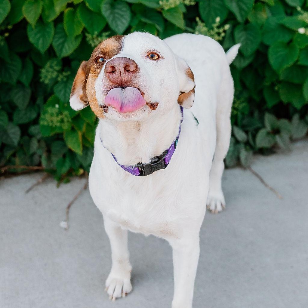 Enlarge Lizzie, a ADOPTABLE mixed breed in Rock Hill, SC image 4/5