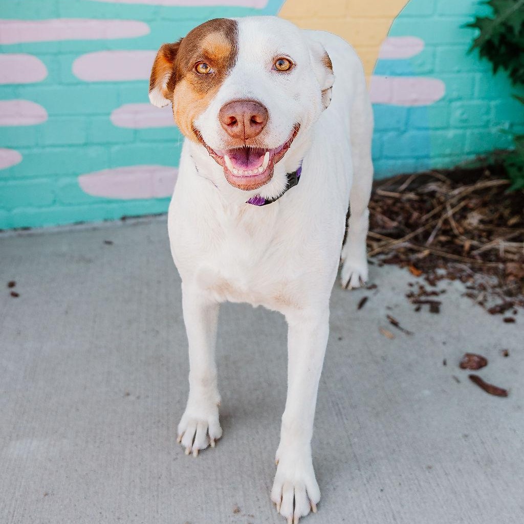Enlarge Lizzie, a ADOPTABLE mixed breed in Rock Hill, SC image 2/5