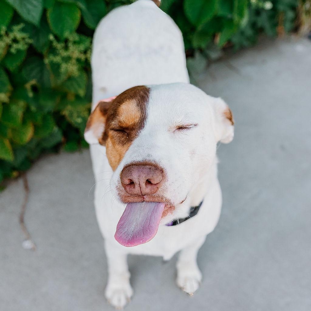 Enlarge Lizzie, a ADOPTABLE mixed breed in Rock Hill, SC image 3/5