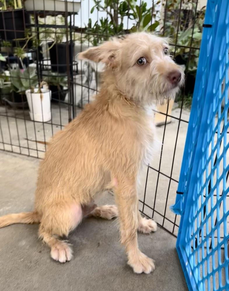 Sully, Adoptable, Puppy Male Mixed Breed.
