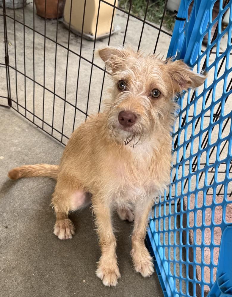 Sully, a Adoptable mixed breed in San Diego, CA image 2/6