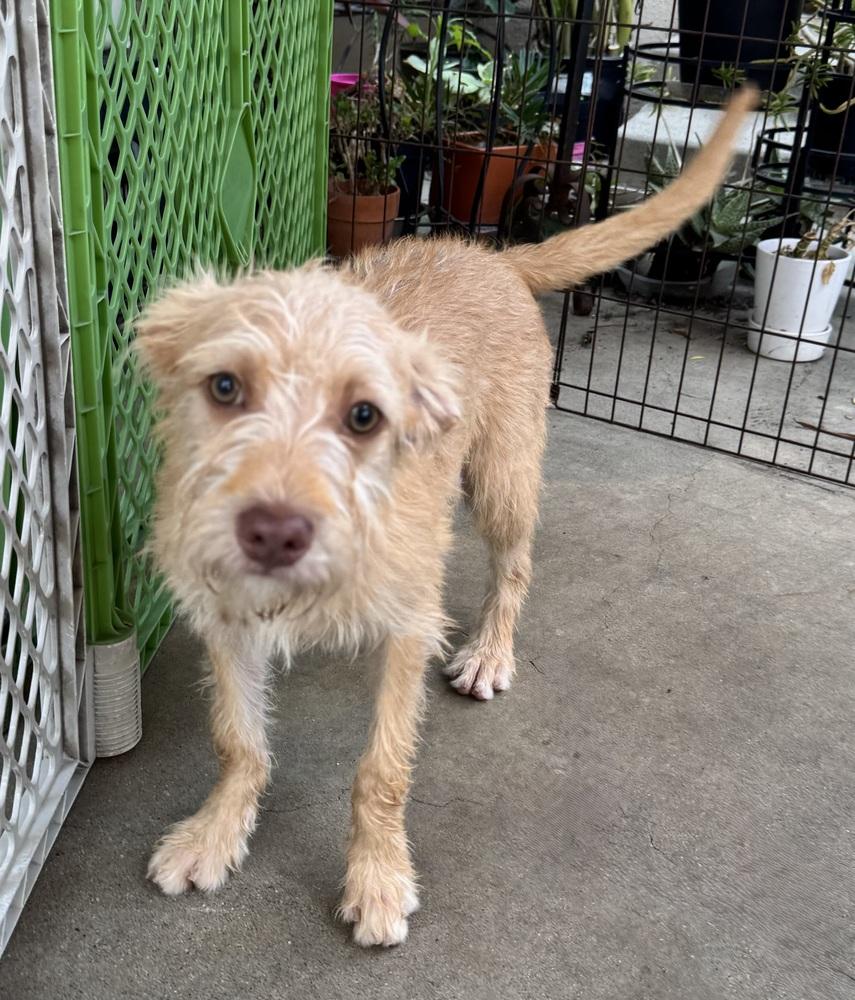 Sully, a Adoptable mixed breed in San Diego, CA image 3/6