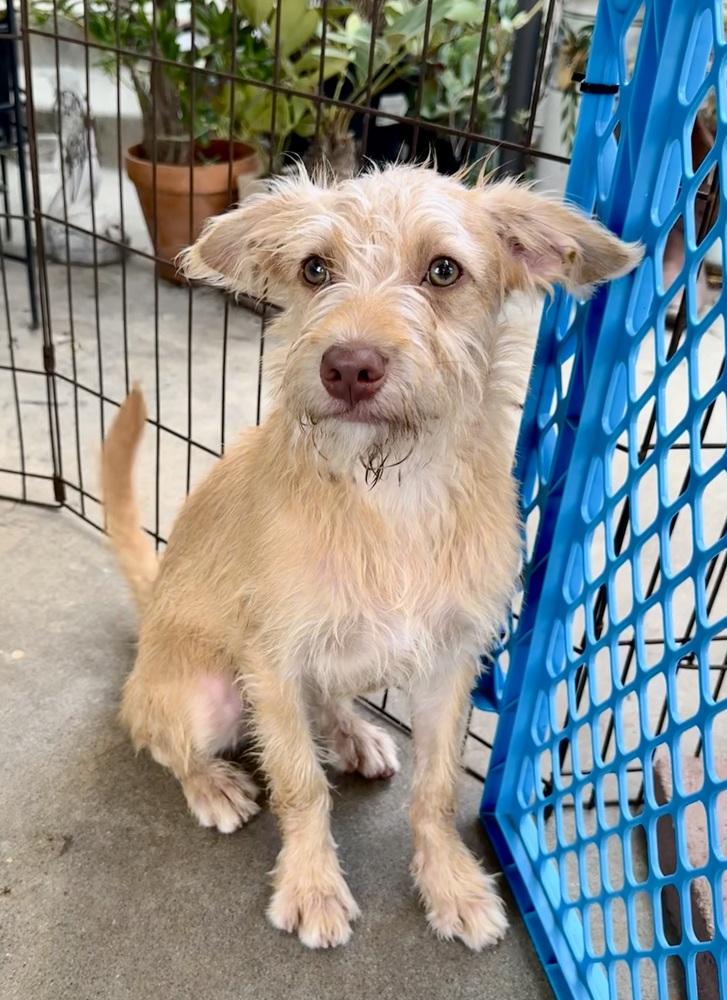 Enlarge Sully, a Adoptable mixed breed in San Diego, CA image 4/6