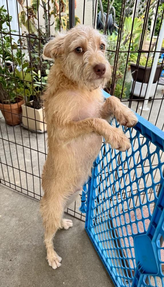 Sully, a Adoptable mixed breed in San Diego, CA image 4/6