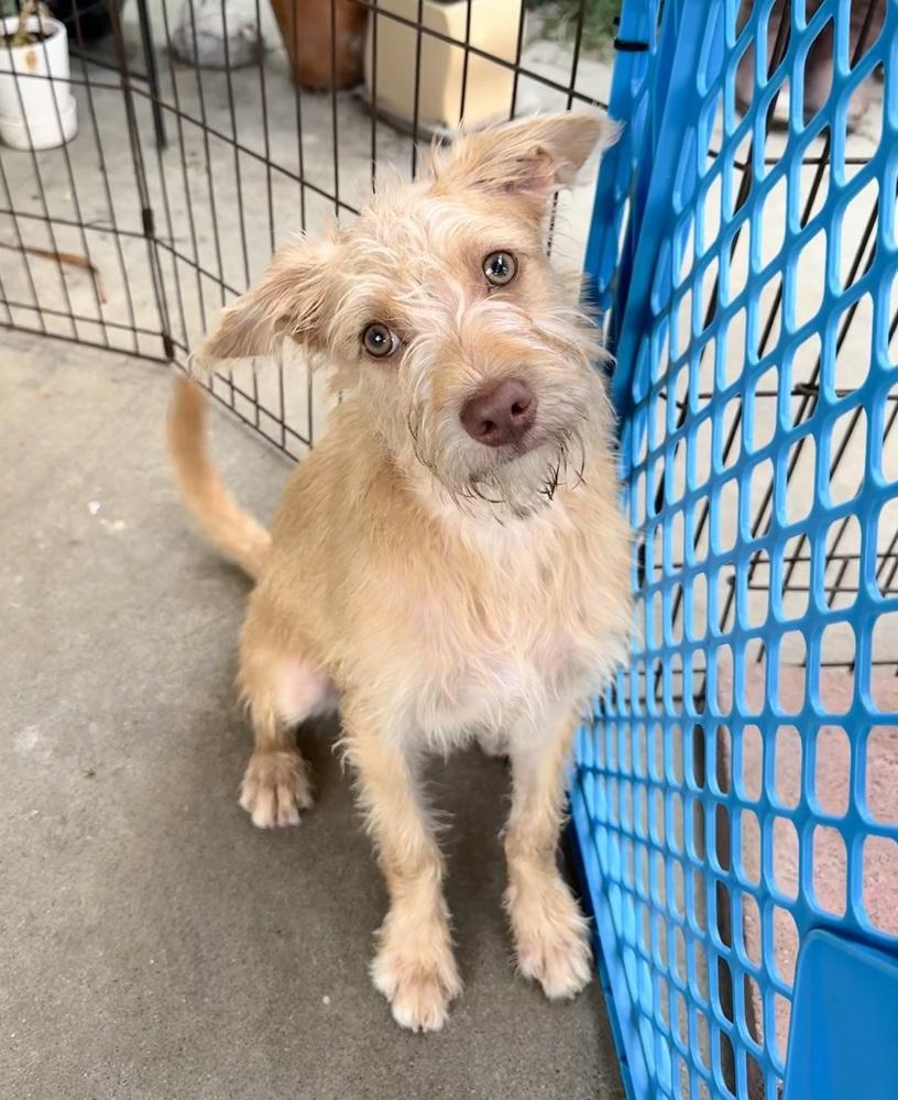 Sully, a Adoptable mixed breed in San Diego, CA image 5/6