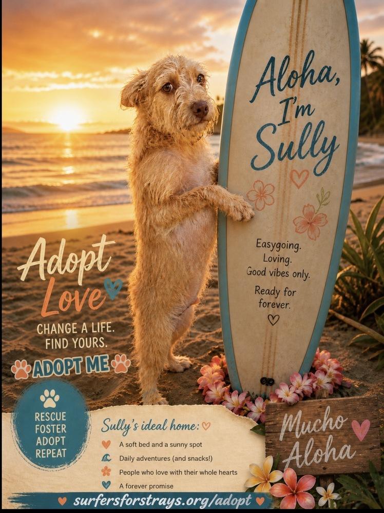 Sully, a Adoptable mixed breed in San Diego, CA image 6/6