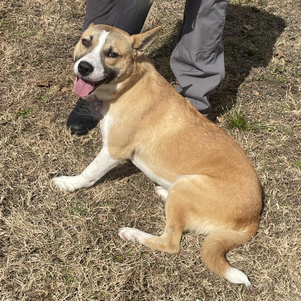 Enlarge Penny, a Adoptable mixed breed in Brenham, TX image 2/6