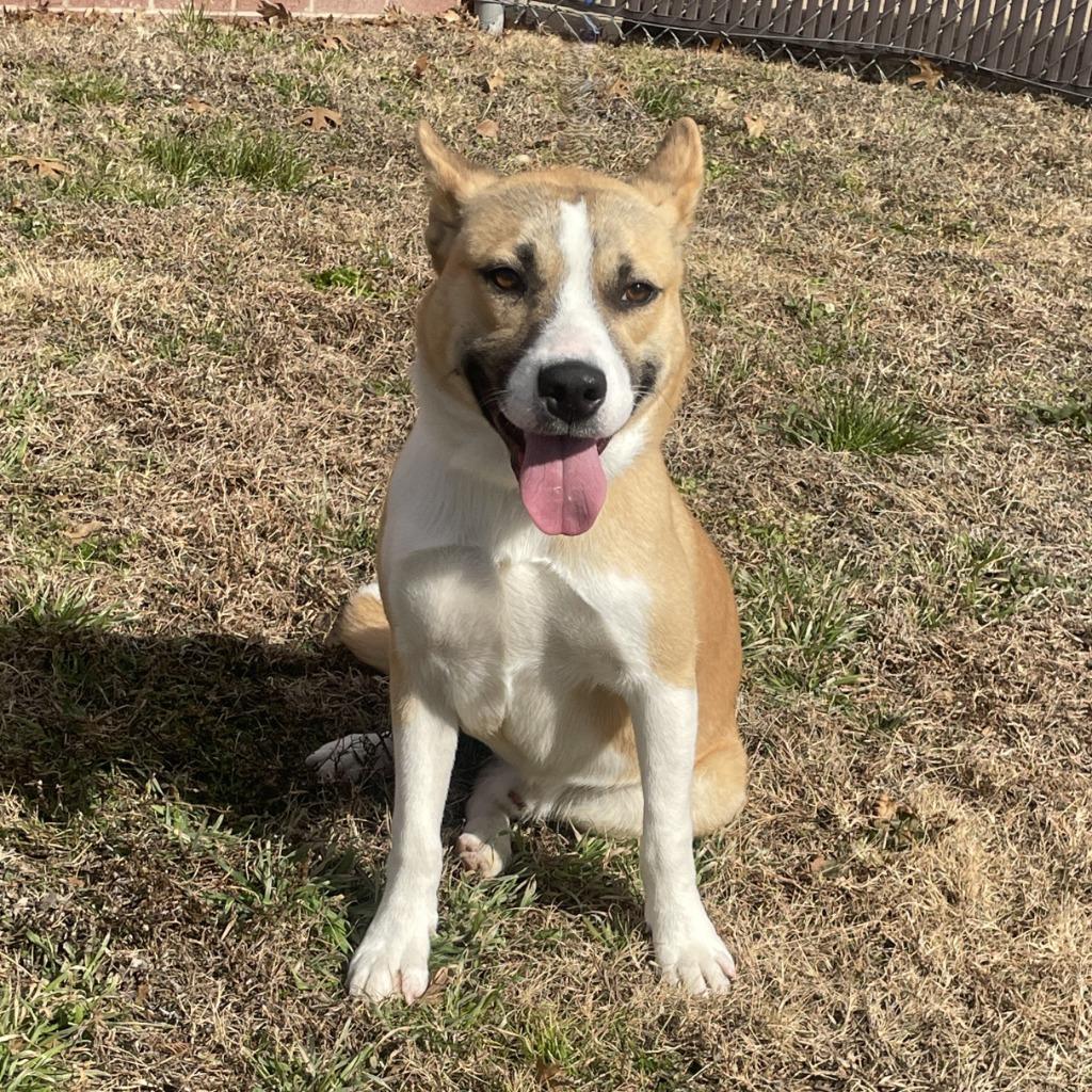 Enlarge Penny, a Adoptable mixed breed in Brenham, TX image 3/6