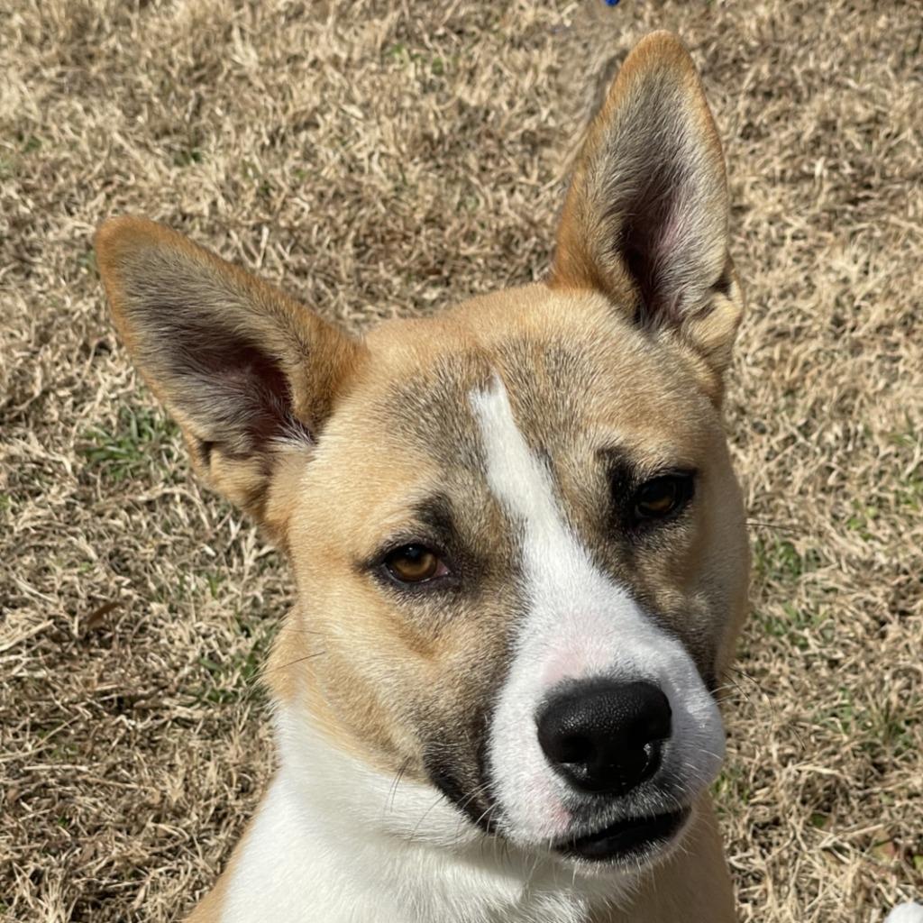 Penny, Adoptable, Young Male Black Mouth Cur & Shepherd.